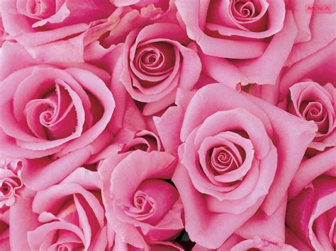 Пин от пользователя Ilda Silveira на доске PINK!!!! | Розовые цветы, Розовые розы, Цветы