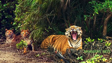 Sundarban National Park Tourism (2021) | Tiger Reserve Sundarban forest animals - YouTube