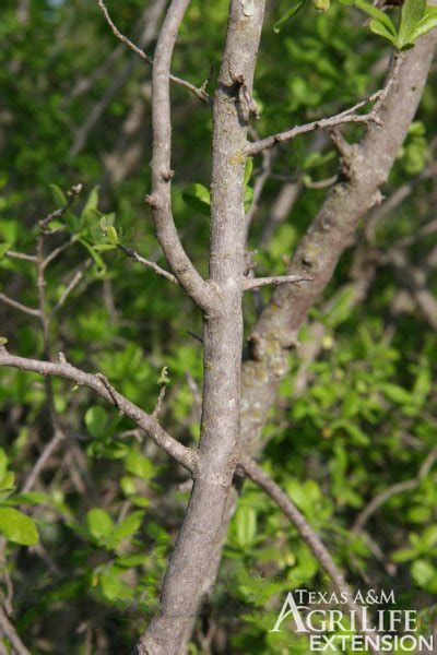 Plants of Texas Rangelands » Texas persimmon