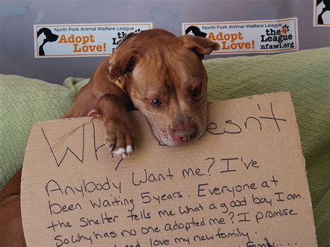 Viral photo gets New York shelter dog Chester adopted after 5 years - CBS News