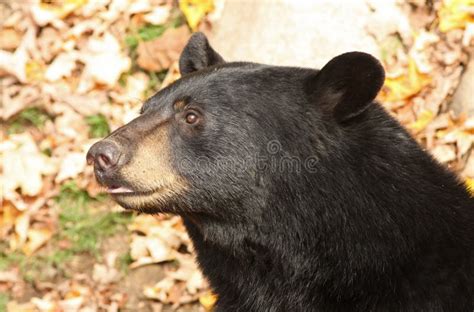 Black bear portrait stock image. Image of bear, omega - 16786307