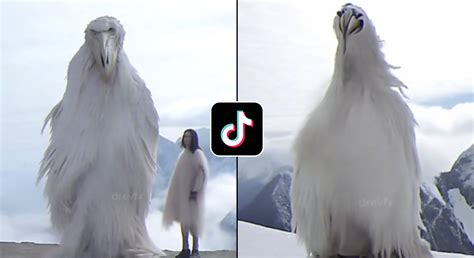 'Opium bird' from '2027' explained as 'biggest meme' on TikTok scares users