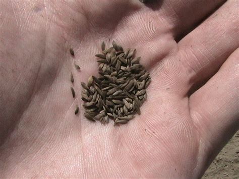 Growing Crispy Lettuce Leaves - Eric's Organic Garden