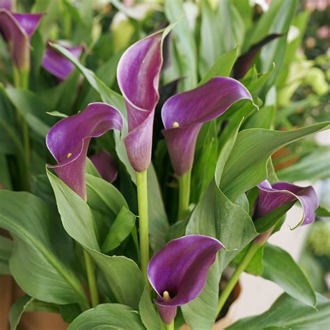 Stunning Purple Calla Lily Bulbs For Sale Online | Calla Regal – Easy ...