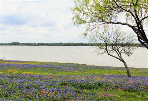 Best Places to See Bluebonnets in Ennis, Texas - Passport To Eden