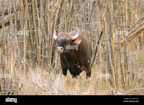 Seladang hi-res stock photography and images - Alamy