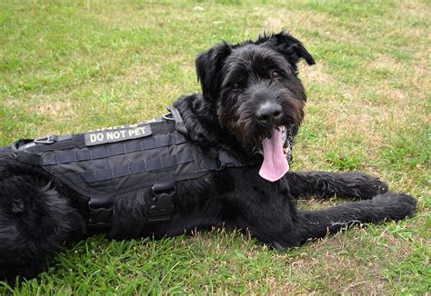 Giant Schnauzer Excels as Air Force Military Working Dog > U.S. DEPARTMENT OF DEFENSE > Article