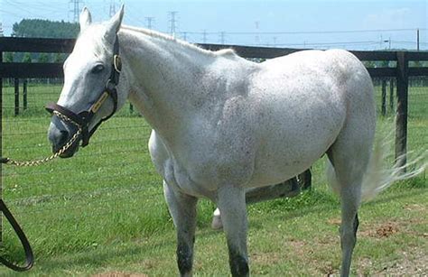 Flea Bitten Grey Horses! | Equestrian Amino