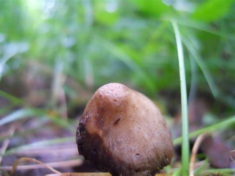 Psilocybe pelliculosa - Mushroom Hunting and Identification - Shroomery ...