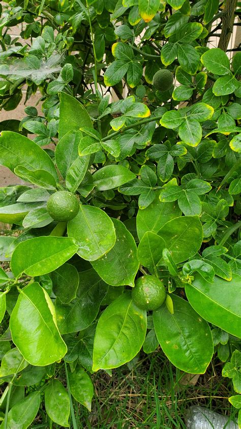 Lime tree has two types of leaves? : r/garden