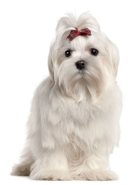 Small Dog Breeds: The Ultimate Resource Guide | The Smart Dog Guide