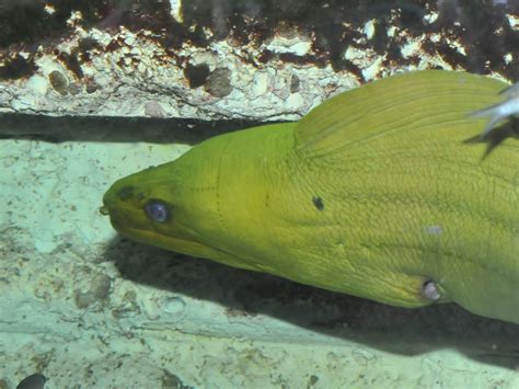 The Online Zoo - Green Moray Eel