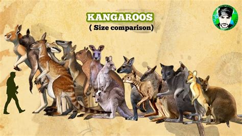 KANGAROOS - Size Comparison | All Species | Marsupials. - YouTube