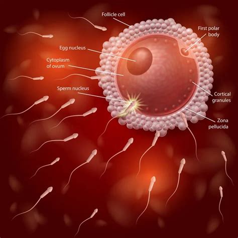 Human Natural Fertilization Process Vector Chart - Stock Image - Everypixel