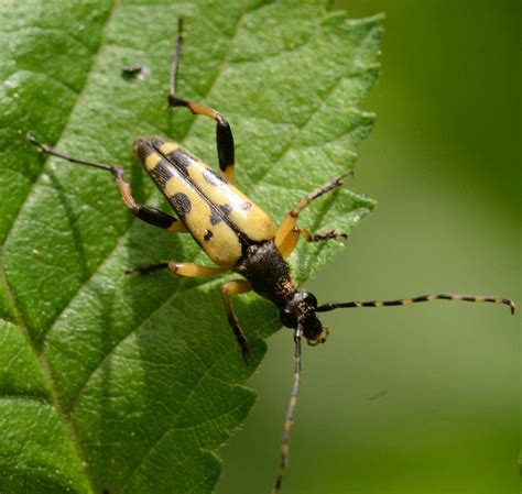 Black and Yellow Longhorn Beetle: Identification, Life Cycle, Facts & Pictures