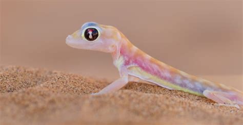 They discover new species neon geckos that glow in the moonlight - The Press Stories