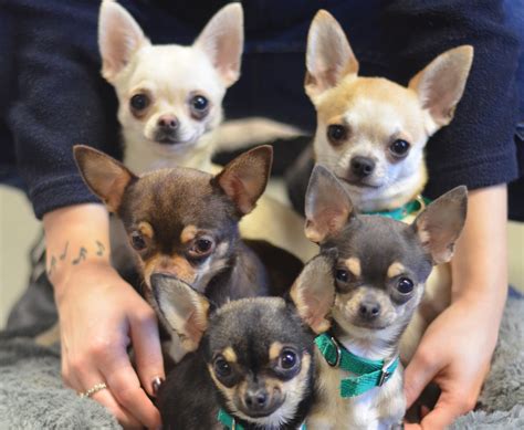 Chihuahua hour! 11 tiny dogs arrive at Battersea in one week - Dogs ...