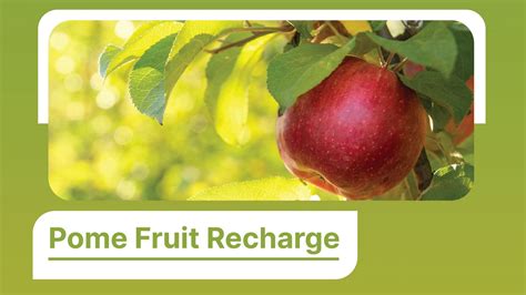 Post-Harvest: Pome Fruit Recharge | SLTEC Fertilizers