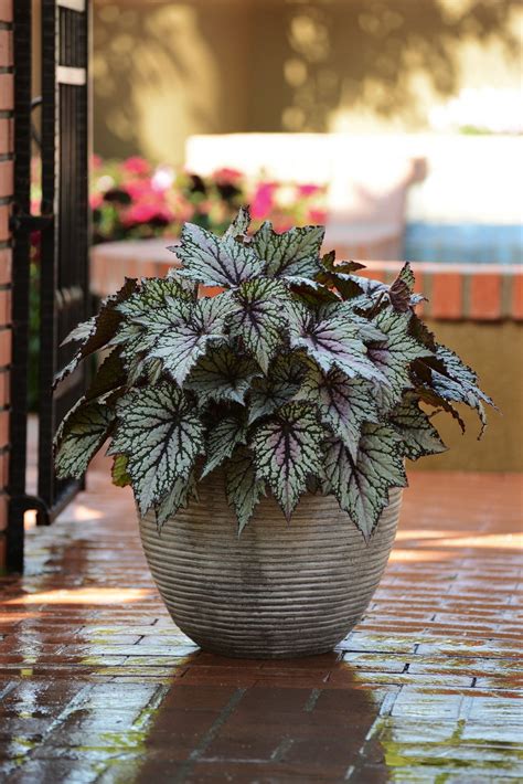 Begoniascountryliving Potted Plants For Shade, Shade Plants Container, Best Plants For Shade ...