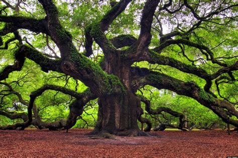 Arbor Day 2013: Celebrating Nature With Some Of The World's Most Famous Trees (PHOTOS) | HuffPost