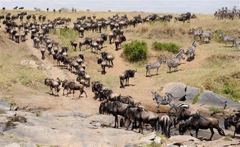 6 Days Masai Mara, Serengeti & Ngorongoro Migration Safari - Gracepatt Ecotours Kenya