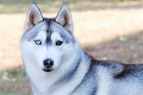Dogs With Blue Eyes: Meet These 6 Dog Breeds
