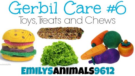 Gerbil Care #6 | Toys, Treats and Chews - YouTube