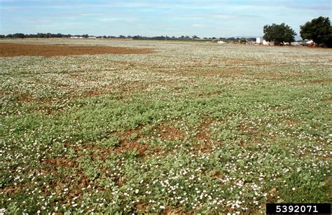 field bindweed (Convolvulus arvensis)