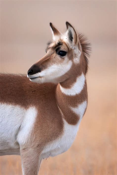 Pronghorn Antelope Closeup Yellowstone Natl Park Photo Print | Photos ...