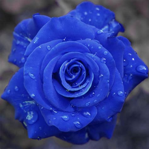 Awesome Blue Rose: Awesome Blue Rose