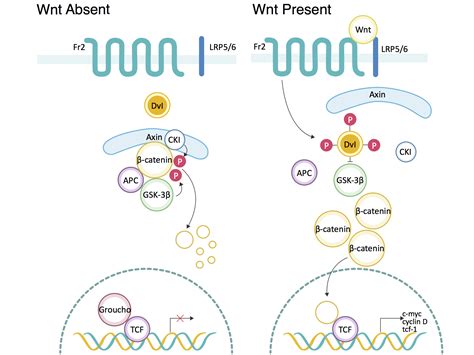 A Thorough Introduction of Wnt/β-Catenin Signaling Pathway