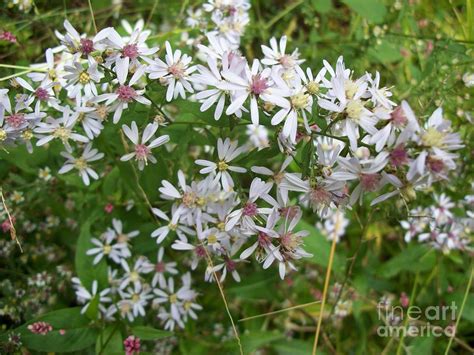 Calico Aster Wildflower Photograph by Spirit Baker