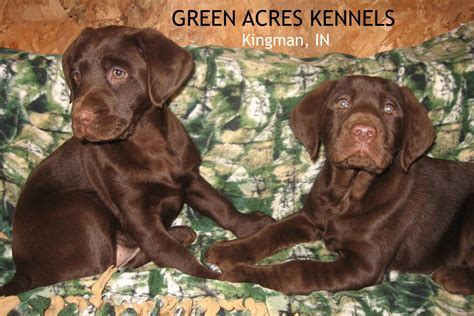 Green Acres Kennels - Labrador Retriever Puppies For Sale - Born on 12/25/2018