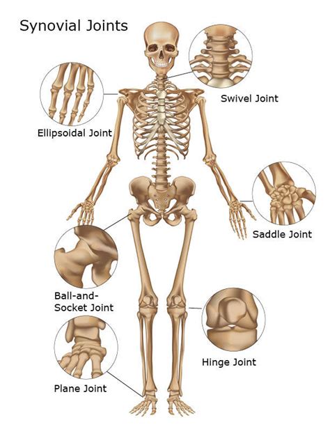 Skeletal System | Skeleton Bones, Joints, Cartilage, Ligaments, Bursae