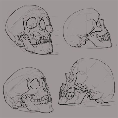 skull_sketches_1 | Sketches, Skull sketch, Skull drawing