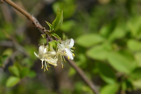 All About Winter Honeysuckle, One of the South's First Signs of Spring ...