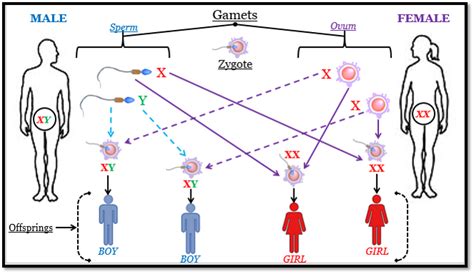 What are the chromosomes XY and XX known as - Tutorix