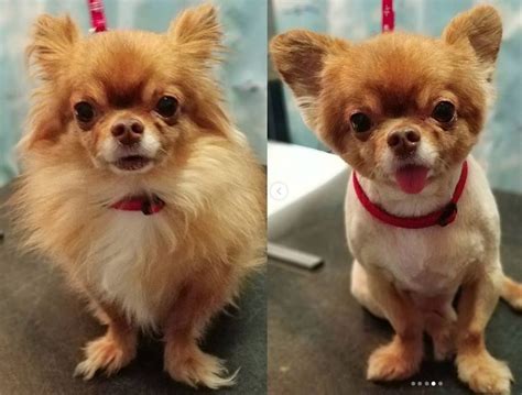 10 Best Long-Haired Chihuahua Haircuts – Page 2 – The Paws | Long ...