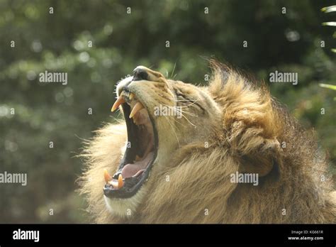 The lions roar Stock Photo - Alamy