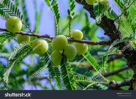 Phyllanthus Emblica Emblic Myrablan Malacca Tree Stock Photo 1088365028 | Shutterstock