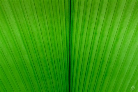 Green Leaf Texture - High-quality Free Backgrounds