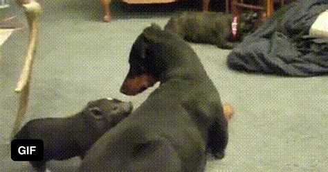 Pig Playing with Dog - 9GAG