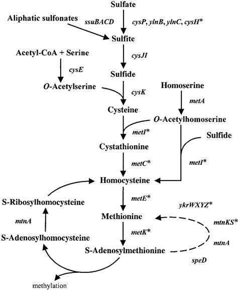 Cysteine and methionine biosynthesis pathways in B. subtilis. The... | Download Scientific Diagram