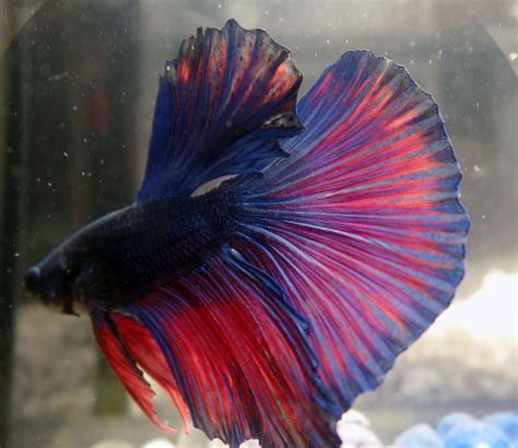 Delta Betta Fish / Assorted Delta Tail Betta Fighting Fish The Aquarium ...