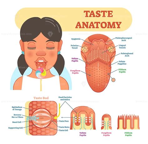 taste pore – VectorMine