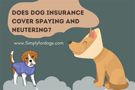 Does Dog Insurance Cover Spaying and Neutering? - Simply For Dogs