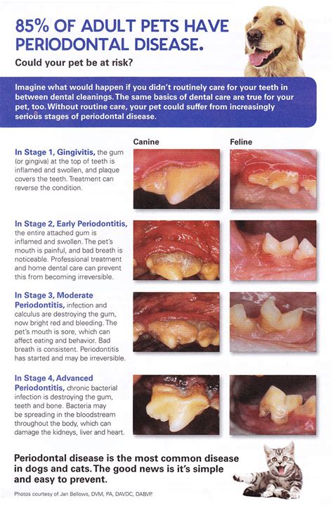 Can You Reverse Periodontal Disease In Dogs