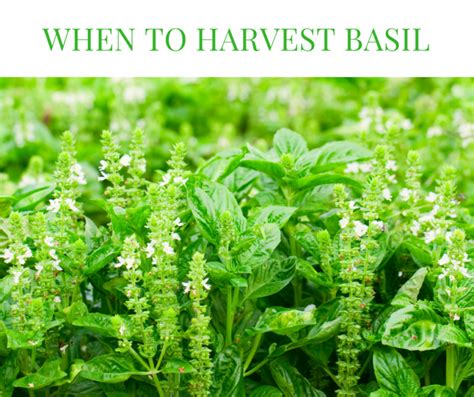 How Do You Know When to Harvest Basil?