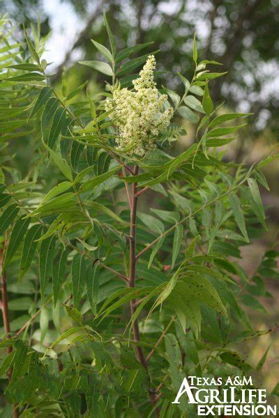 Plants of Texas Rangelands » Flameleaf sumac