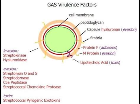 Pharyngitis, Part 3; Virulence factors of Streptococcus pyogenes - YouTube